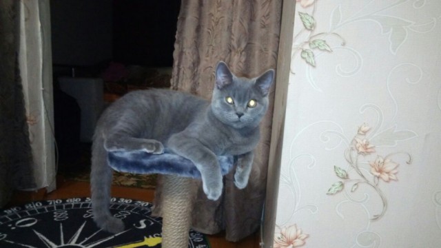 Коты и Кошки