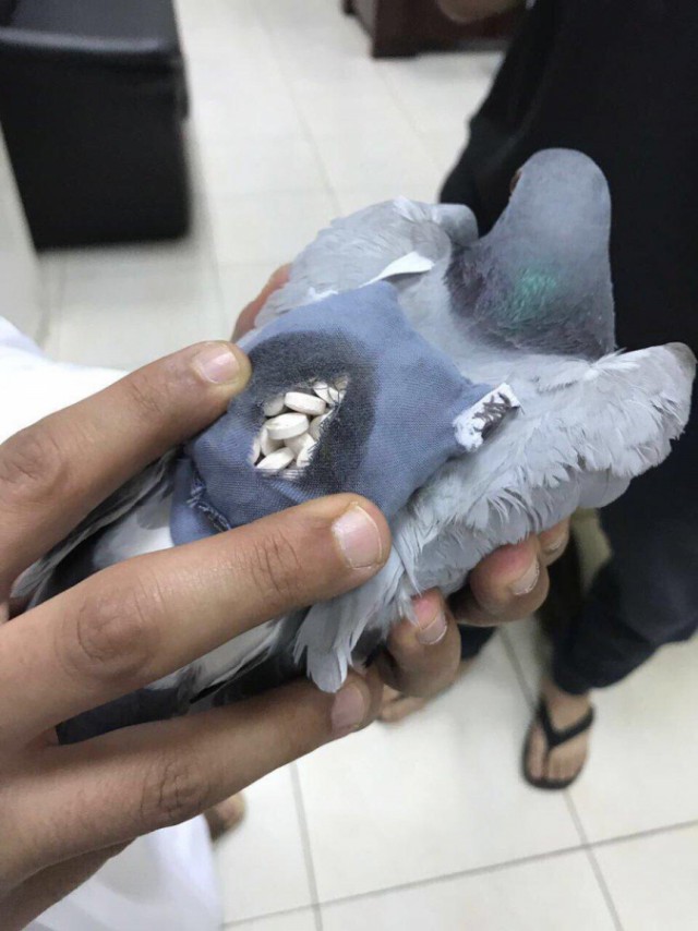 Голубь с полным наркотиками рюкзаком задержан в Кувейте