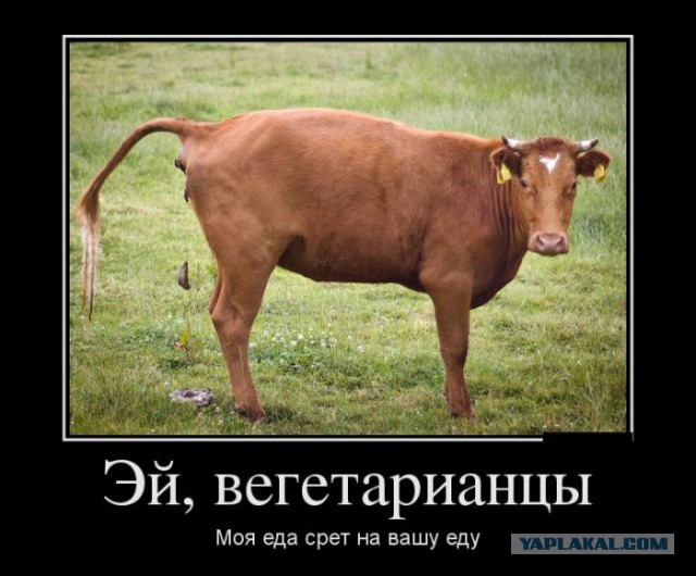 На Урале медики спасают от истощения годовалую дочь строгих вегетарианцев