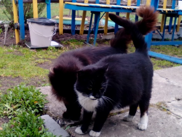 Котовторник 8.08.2017
