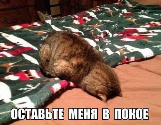 Коты и Кошки