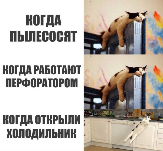 Коты и Кошки