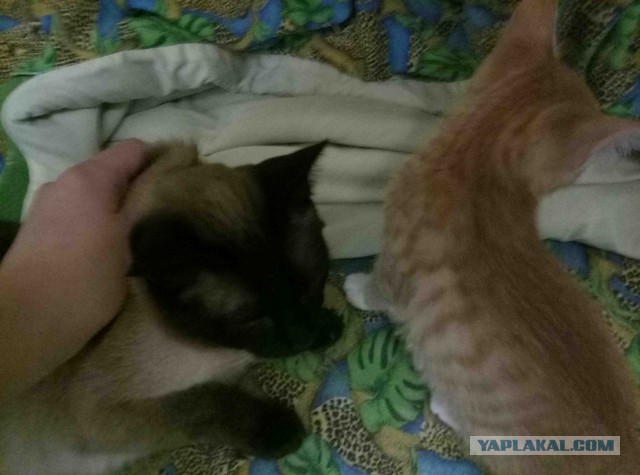 Mein Kott (помогите)