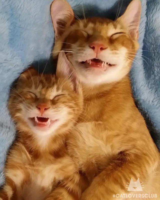 Коты и Кошки