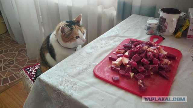 Мы не рабы! Рабы не мы! (котовторнику посвящается)
