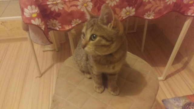 Коты и Кошки