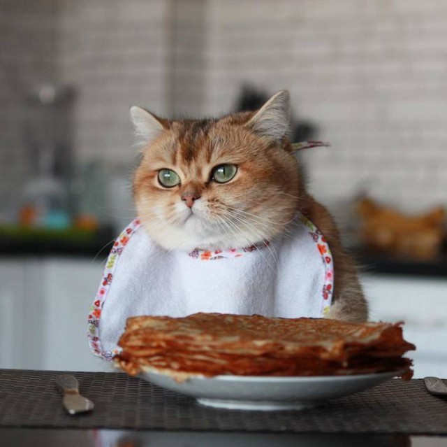 Прикольных котов пост