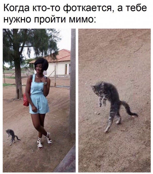 Фотобомбы котов