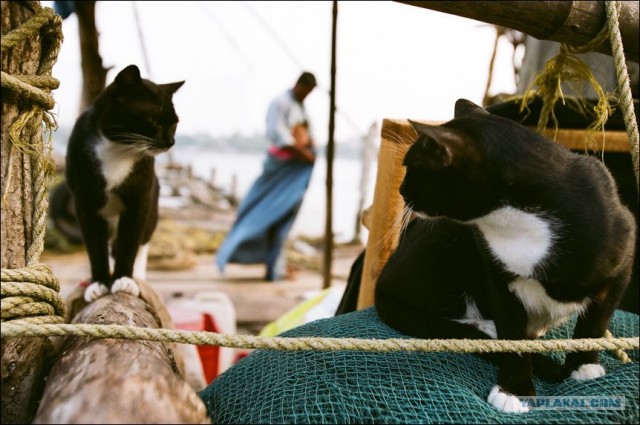 Морские котики. 9 фото