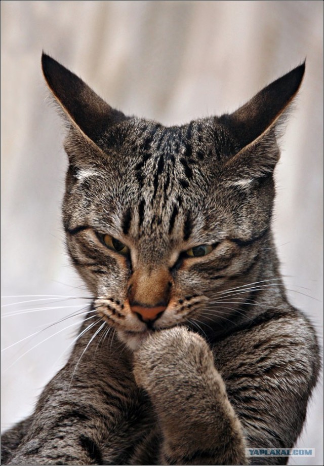 Котовторник: Кошки гаваны и другие!