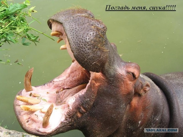 А знаете ли Вы, что... (2 фото)