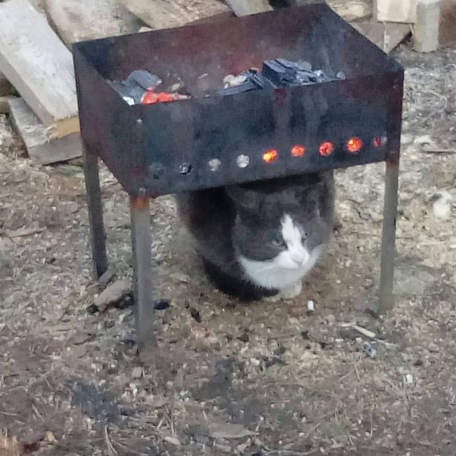 Живность из сети
