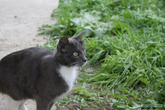 Начинаем котовторник!