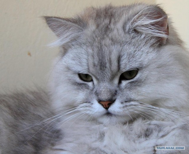 Первый котовторник июля