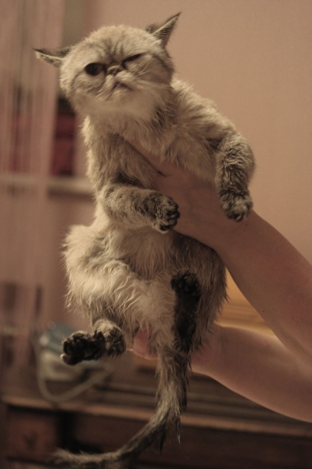 Котовторник! 11.10.11