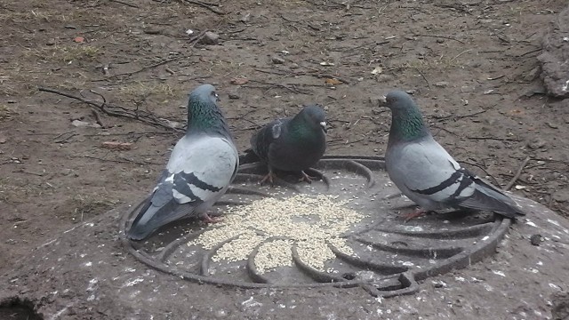 Живность из сети
