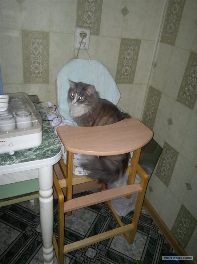 Котовторник 17 января