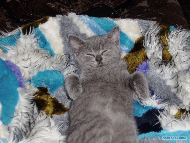 Котовторник (07.02.2012)