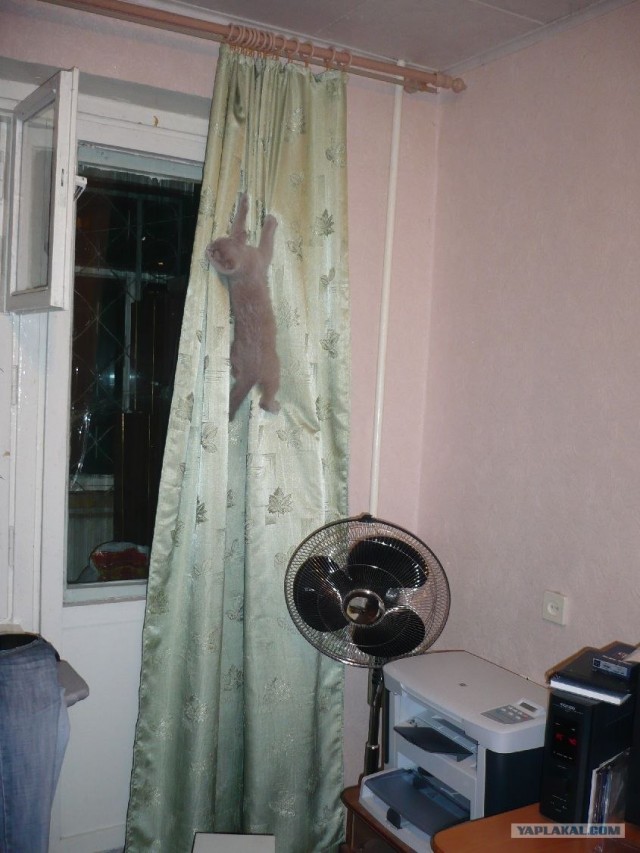 Котовторник (21.02.2012)