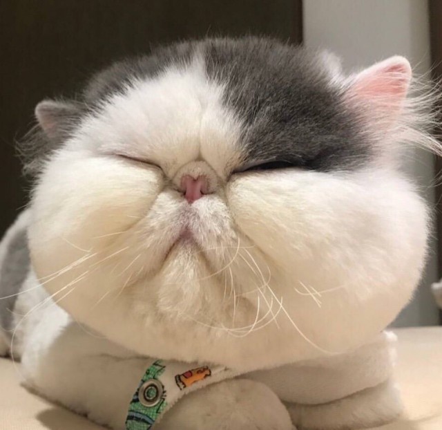 Прикольных котов пост