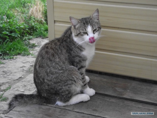 Котовторник 27.03.2012