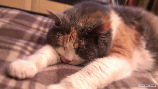 Котовторник 24.04.2012