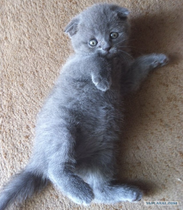 Котовторник  19.06.2012