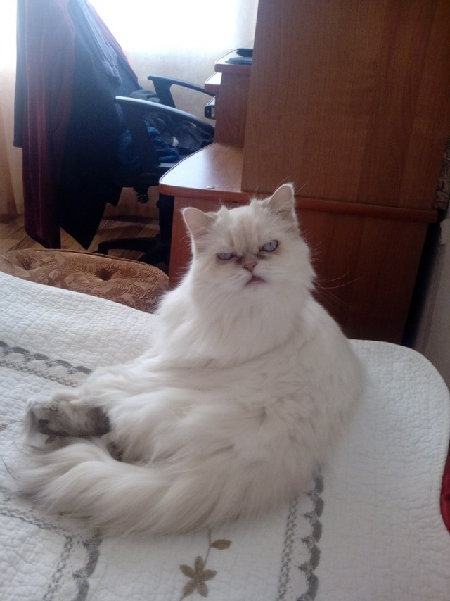 Забавные фото котеек