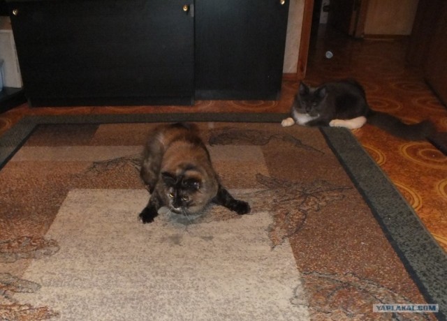 Котовторник 29.01.2013