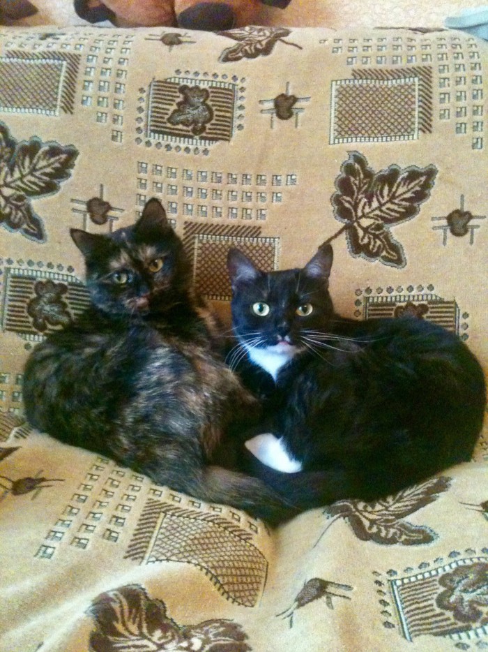 С Днём кошки!