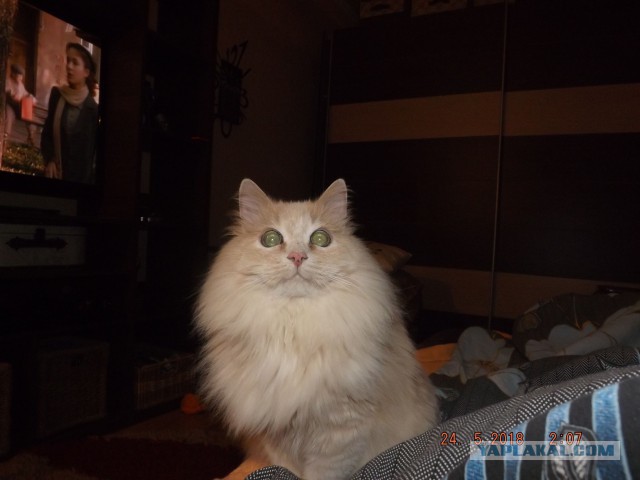 Мой кот спит под сливой... грусти моей пост -16 лет вместе