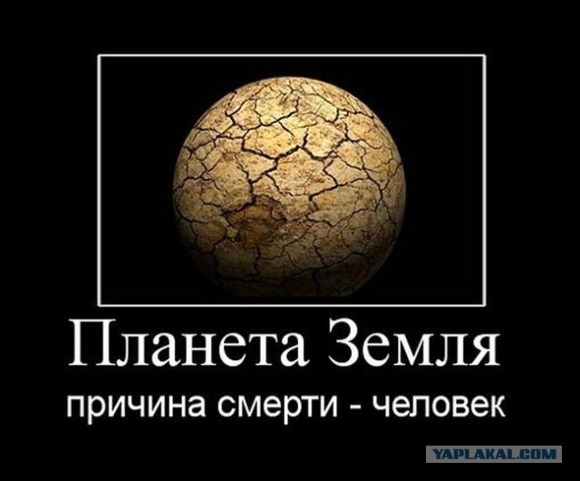 Привязал собак к машине: в Самаре разразился скандал из-за смерти двух псов