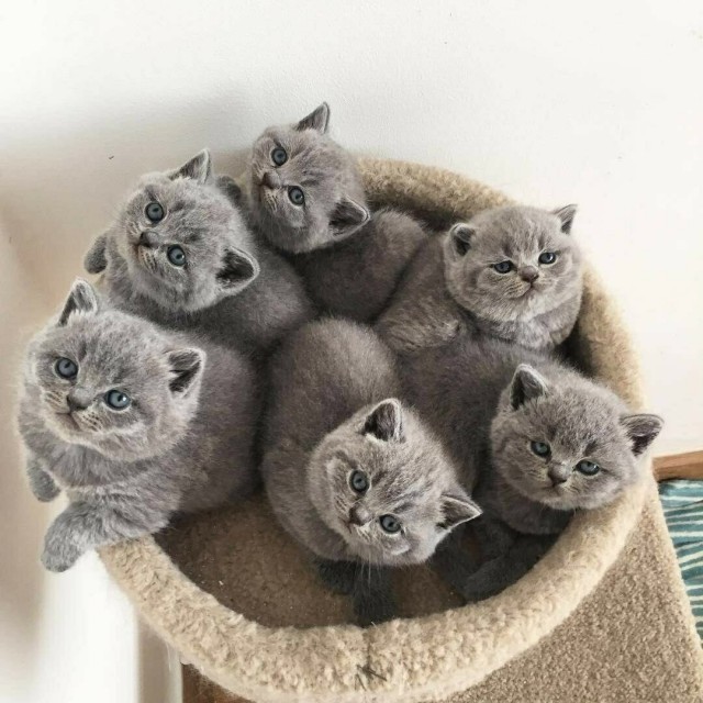 Забавные фото котеек