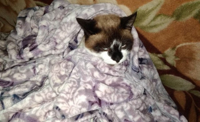 Начнем котоФторник?
