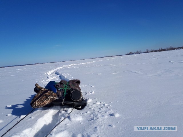 Жаренный берш с медово-огуречным соусом.