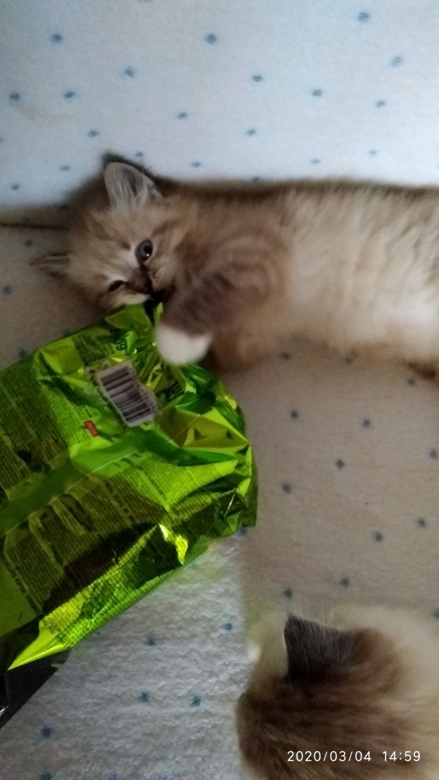 Котофеев пост