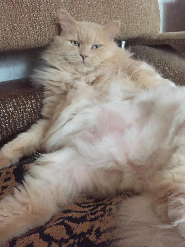 Котофеев пост