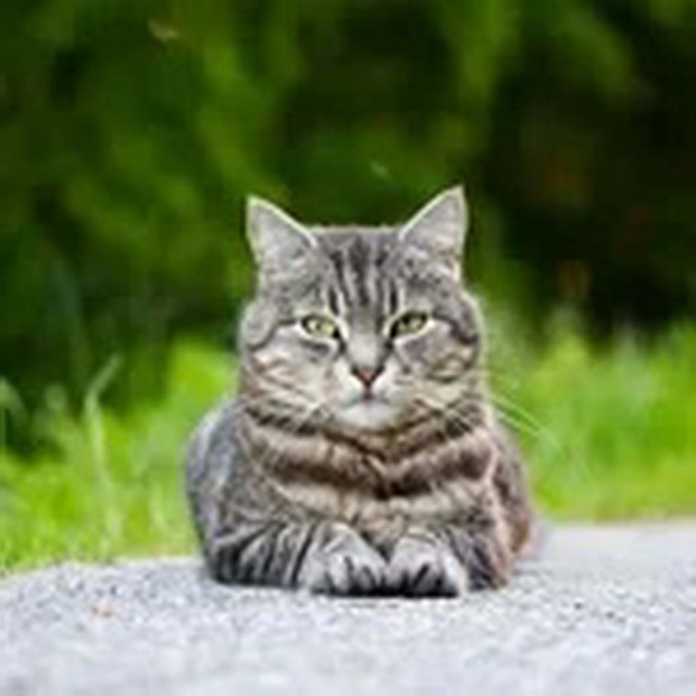 Котофеев пост