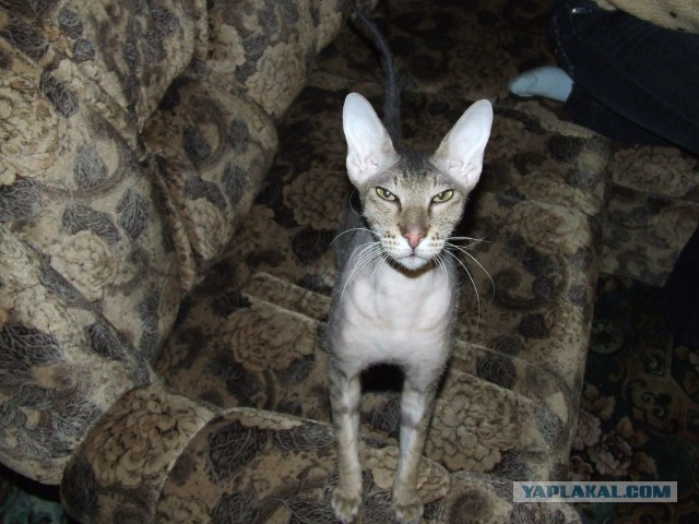 Котопёс