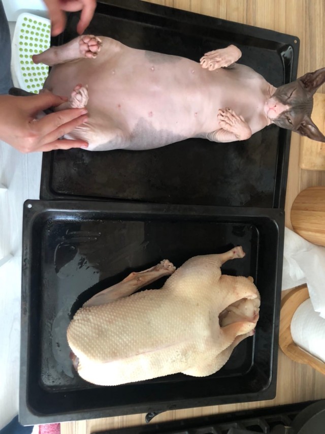 Эти забавные животные
