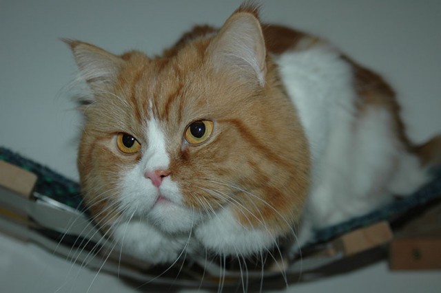 Кот, который не любит Новый год