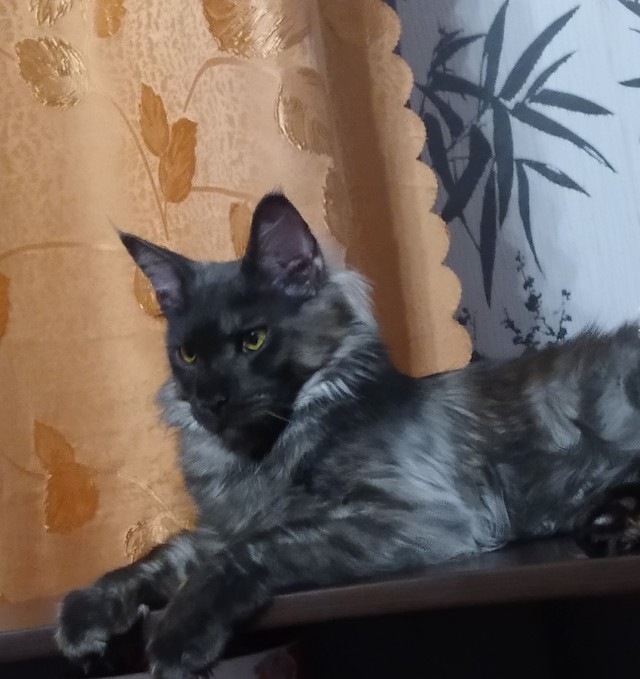 Счастливая семейная пара,кот Джокер и его жена Тиффани