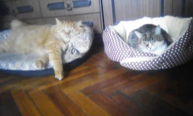 Котовторник. Добавляйте своих