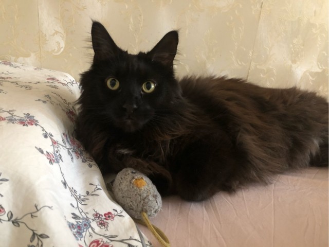 Всех с праздничком, но про котовторник не забываем))