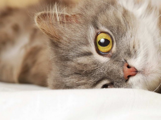 Которник