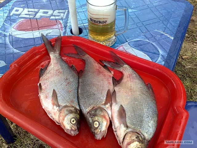 Все из рыбы!