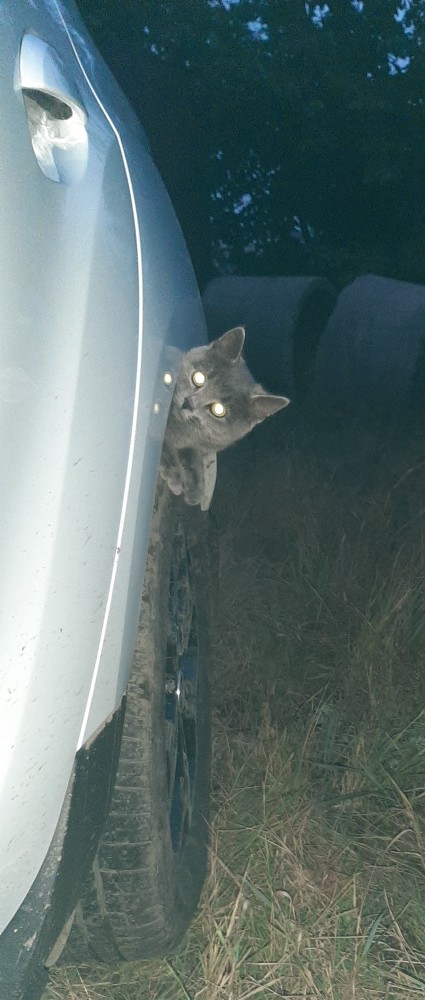 Котовторник же уже наступил?