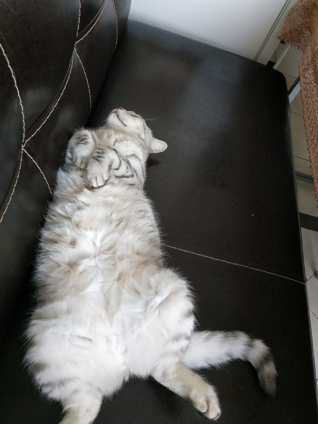 Котовторник 28.09.21