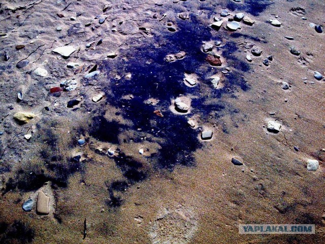​​Жители Тамани пытаются спасти побережье от экологической катастрофы: там бельгиец с двойным гражданством построит 8 опасных химзаводов
