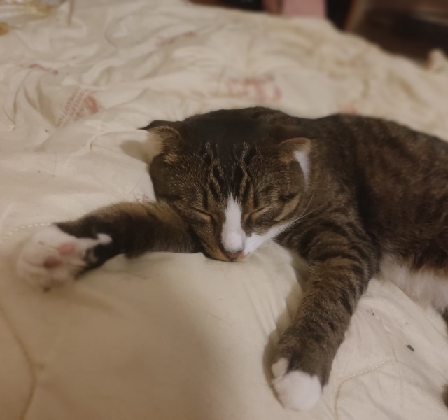 Котовторнику быть